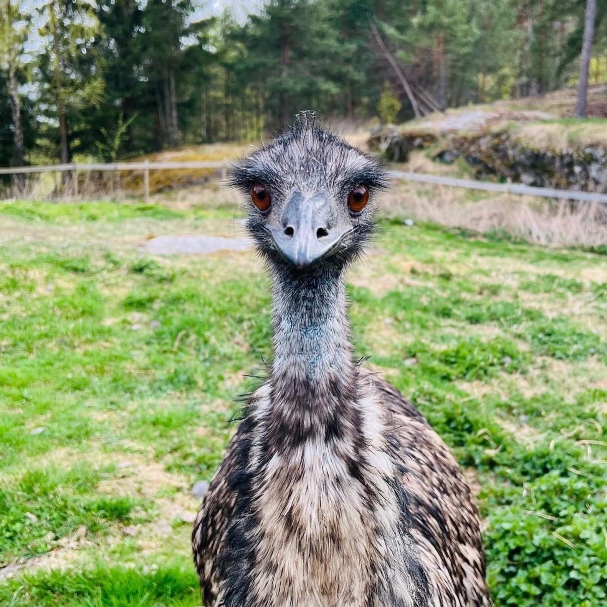 Emu