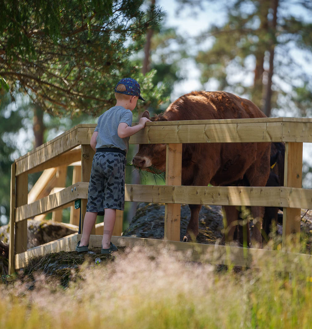 Gutt ser på ku på Hulfjell. Foto: Morten Bjerk